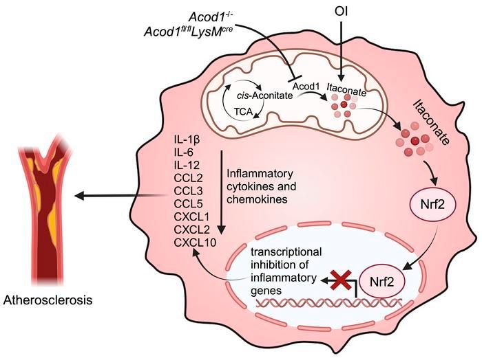 ASCI member @Gracedan10_99 @LabGoldstein @umichmedicine in @jclinicalinvest: Itaconate suppresses atherosclerosis by activating a Nrf2-dependent anti-inflammatory response in macrophages in mice: buff.ly/3SAQ3JH #Cardiology #Inflammation