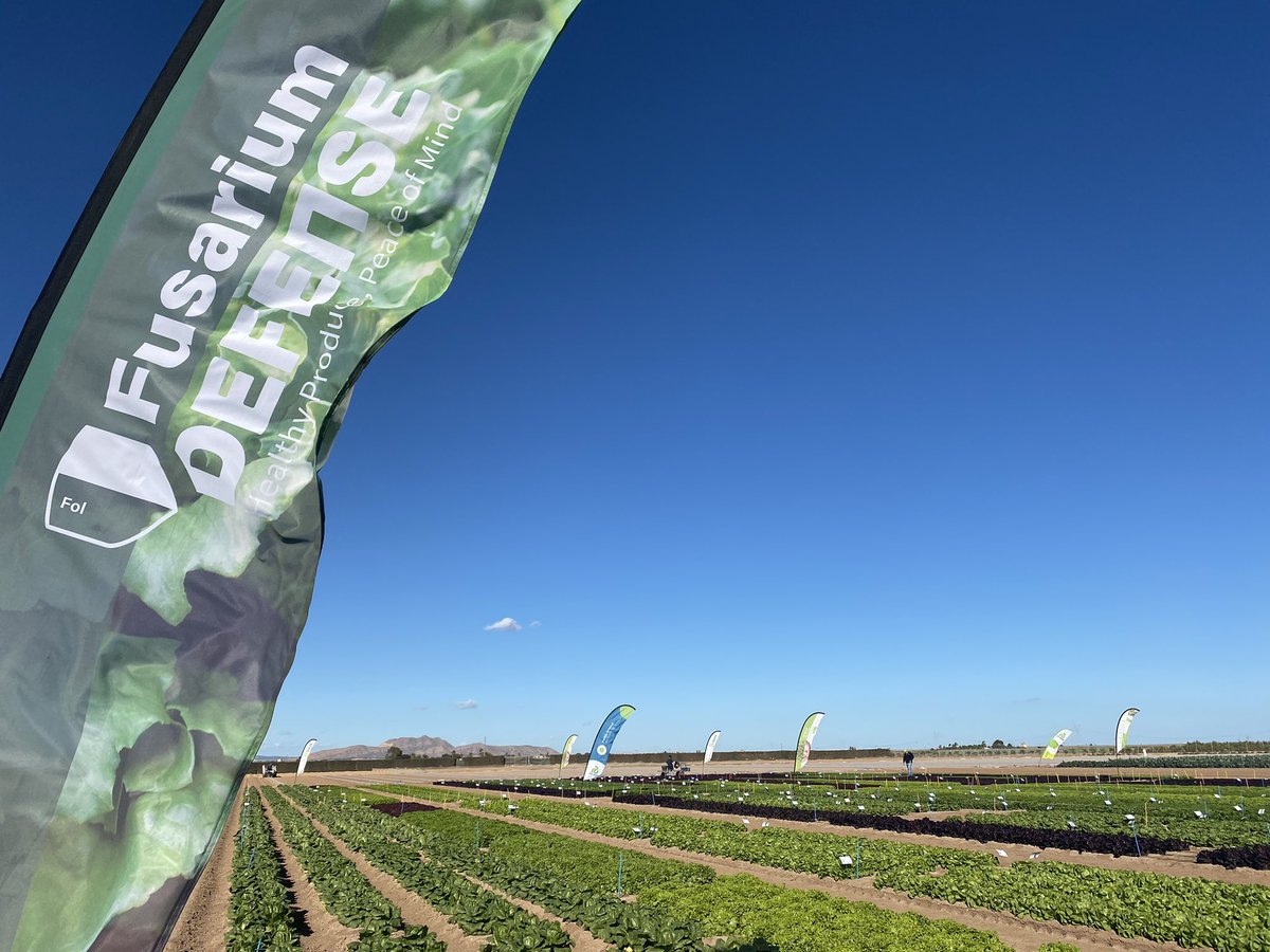 REVISTAFYH's tweet photo. 🥦🥬 Hoy hemos salido al campo para conocer todas las novedades de #brásicas y cultivos de hoja de @rijkzwaanES. ¡Abrimos hilo!
#WinterOpenFieldDays https://t.co/vsWiHn6Lha