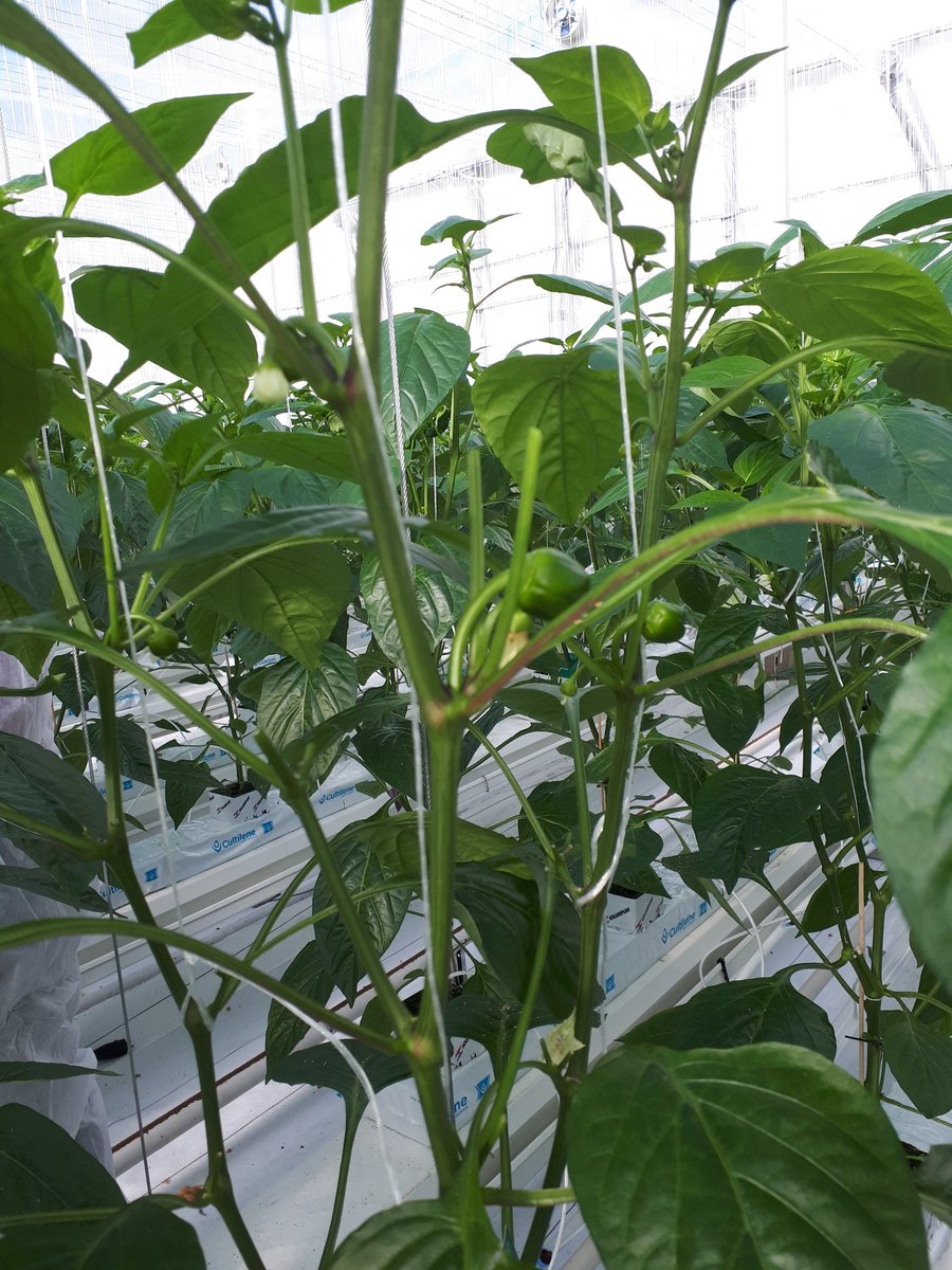 Weerbaar telen proef paprika. Op het 5e oksel zitten volop gezette vruchtjes. Het oksel erboven gaat worden gedund. Het AC-folie ligt nog steeds in de kas. Doordat het gewas steeds meer verdampt, draait de ontvochtiging regelmatig. Afgelopen week is er 0,15 m3 a.e. terug gewonnen