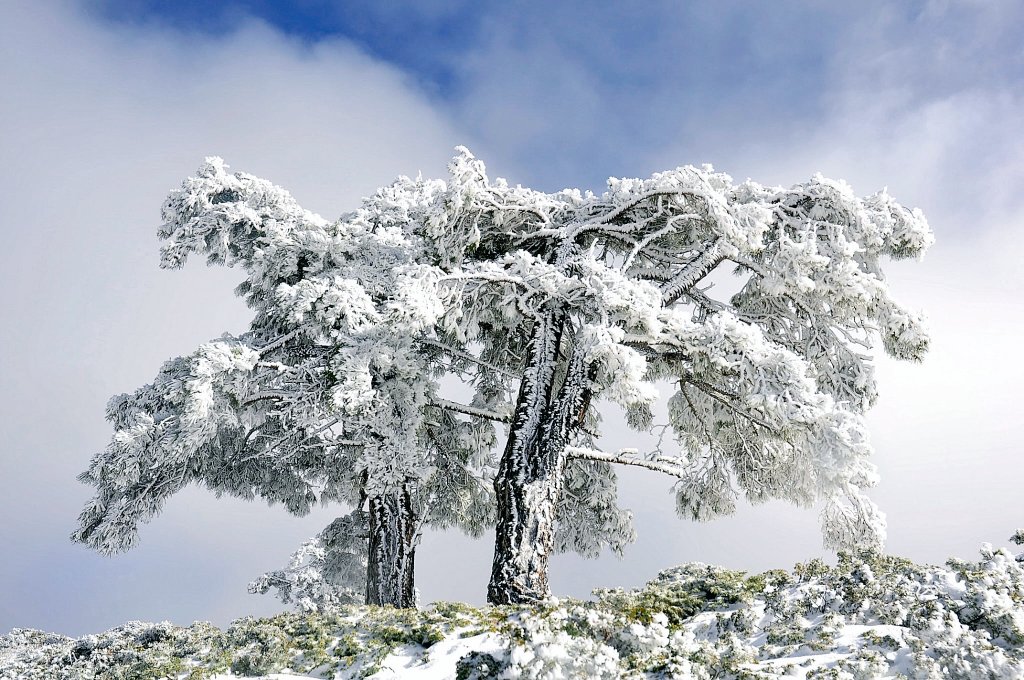 MeteoHellin's tweet photo. 🏔️❄️Aspecto plenamente invernal el que mostraba ayer el techo de la provincia de #Albacete, la Sierra de las Cabras (2.084msnm), en Nerpio. #SierraDelSegura #Albacete #meteoAB

© Enrique García https://t.co/Zk24HIGChe
