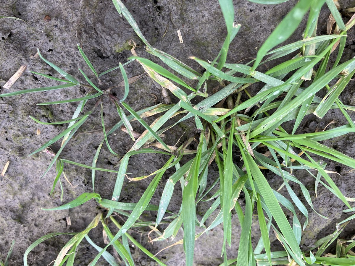 SUwland's tweet image. Eerste #proef van 2024 alweer bezocht. De #natuur is vroeg wakker met deze #temperaturen. De #onkruiden dus ook, #duist @BayerCropNL #teambayerbenelux #wheat #tarwe #weeds #seizoen24 #lentekriebels