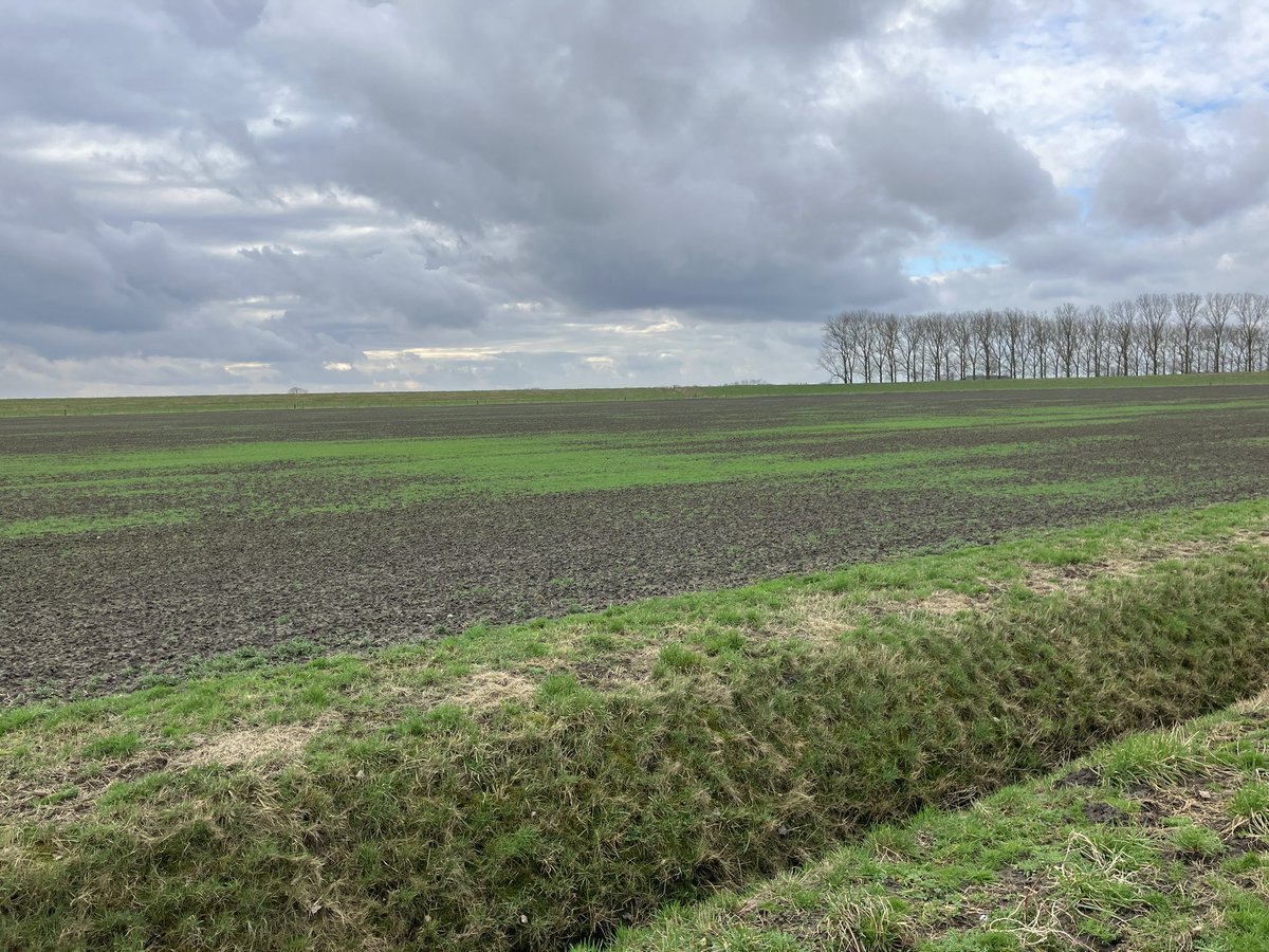 Eerste #proef van 2024 alweer bezocht. De #natuur is vroeg wakker met deze #temperaturen. De #onkruiden dus ook, #duist @BayerCropNL #teambayerbenelux #wheat #tarwe #weeds #seizoen24 #lentekriebels