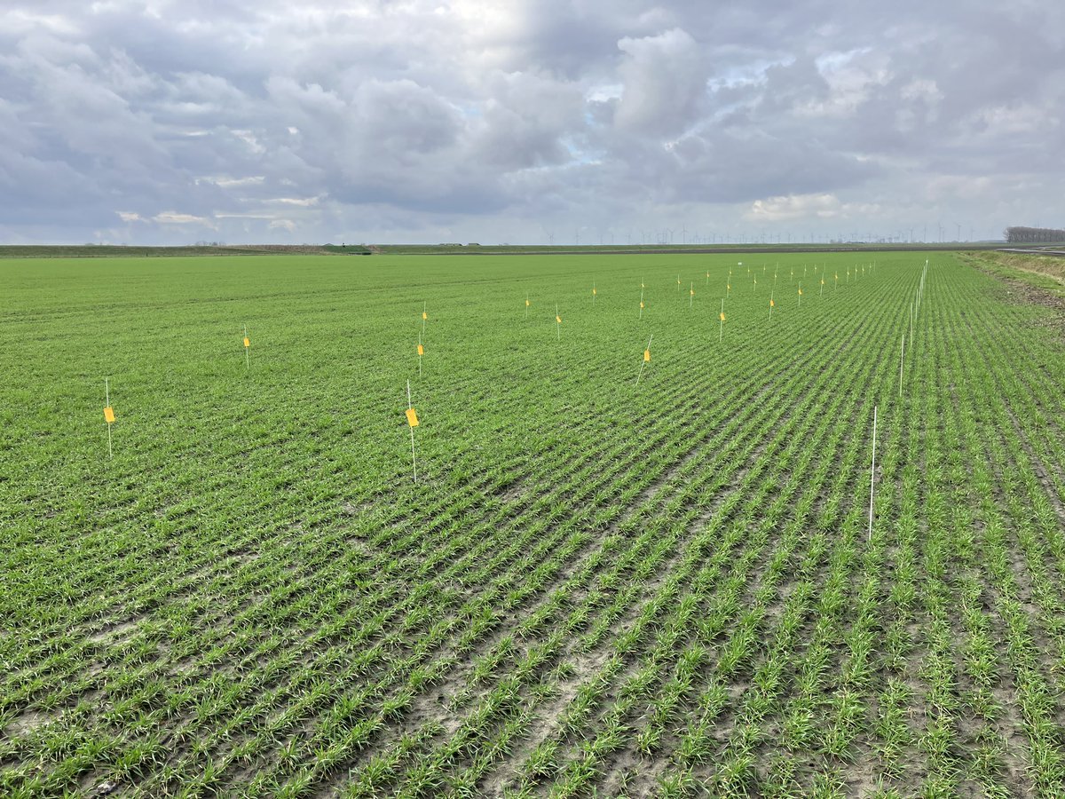 SUwland's tweet image. Eerste #proef van 2024 alweer bezocht. De #natuur is vroeg wakker met deze #temperaturen. De #onkruiden dus ook, #duist @BayerCropNL #teambayerbenelux #wheat #tarwe #weeds #seizoen24 #lentekriebels