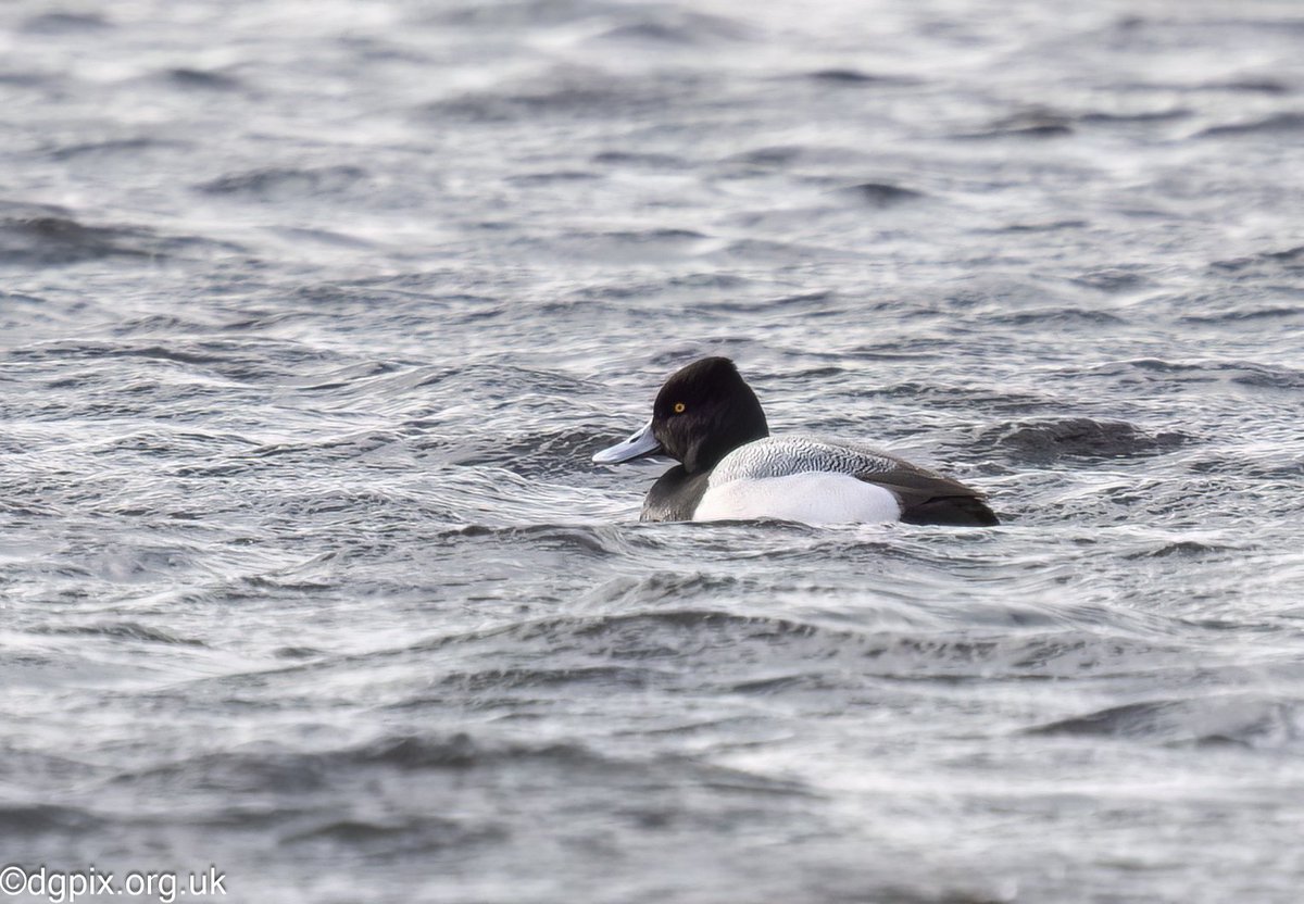 Lesser Scaup on Lough Neagh, quite a rarity round here #birds #wildlife #wildfowl #vagrant #photography #birding
