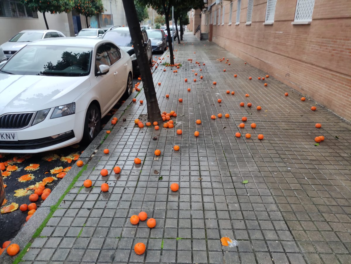 Sevillasucia's tweet photo. Así se encuentra la recogida de naranjas 🍊 en Sevilla Este, luego dirá @eveliarincon y @jlsanzalcalde que es el año que más naranjas han recogido.
Pues serán del suelo porque de los árboles os puedo asegurar que no.
Mala planificación y peor gestión. https://t.co/K85sHoiegu