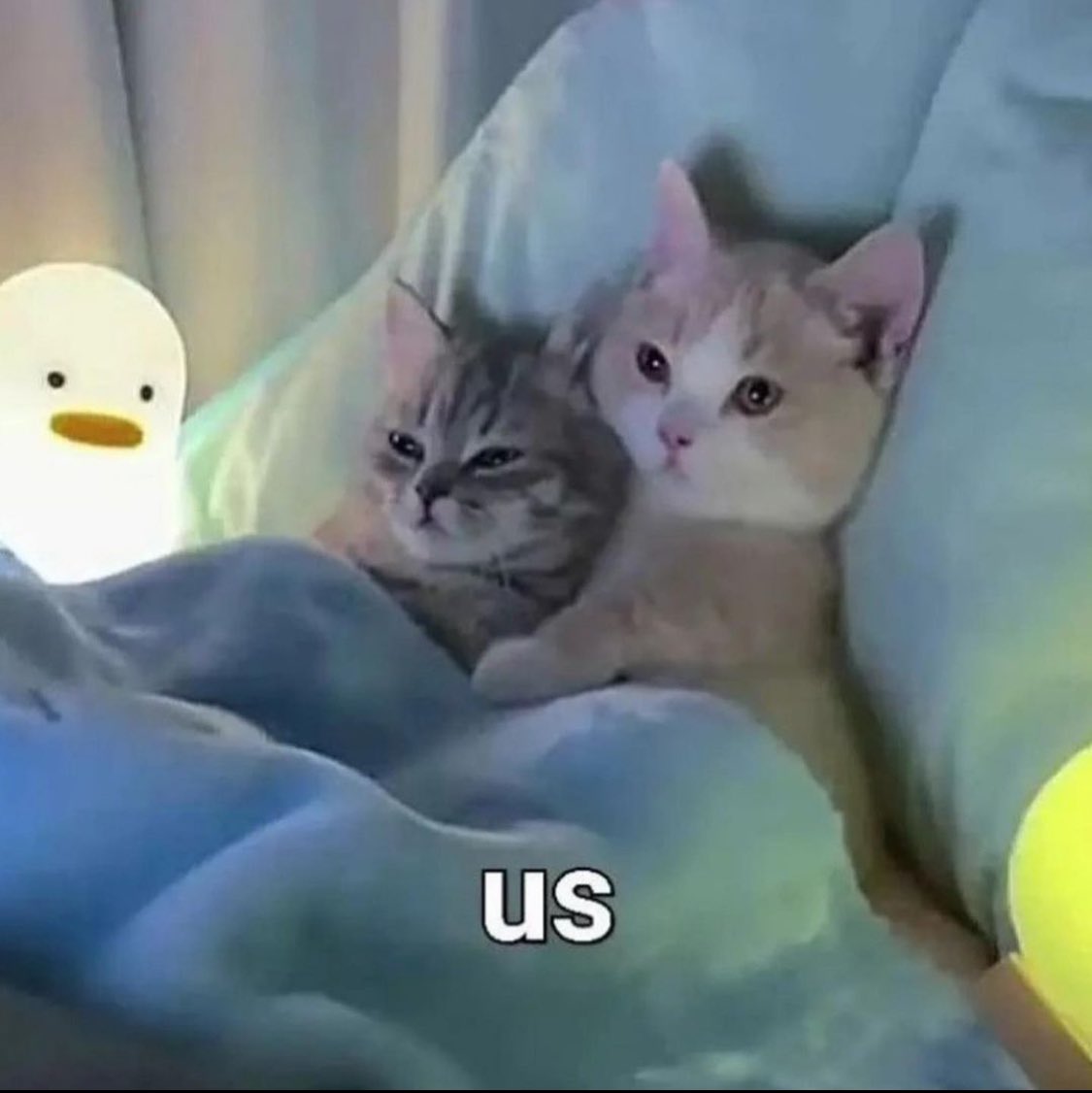 Punch Cat tweet media
