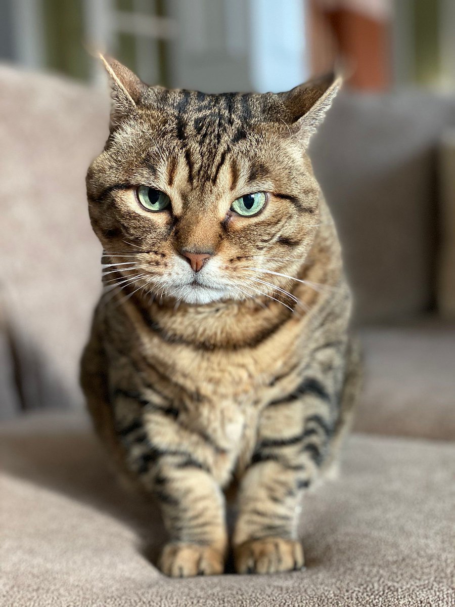 crabbycatcoin's tweet photo. Staring into the future like a #CrabbyCat with its eye on the next big catch. 🐾 #Web3 is our playground, and the #MantaPacific waves are just right for surfing the newest #meme trends and #LowGemCaps. https://t.co/4tcFKf6xCN