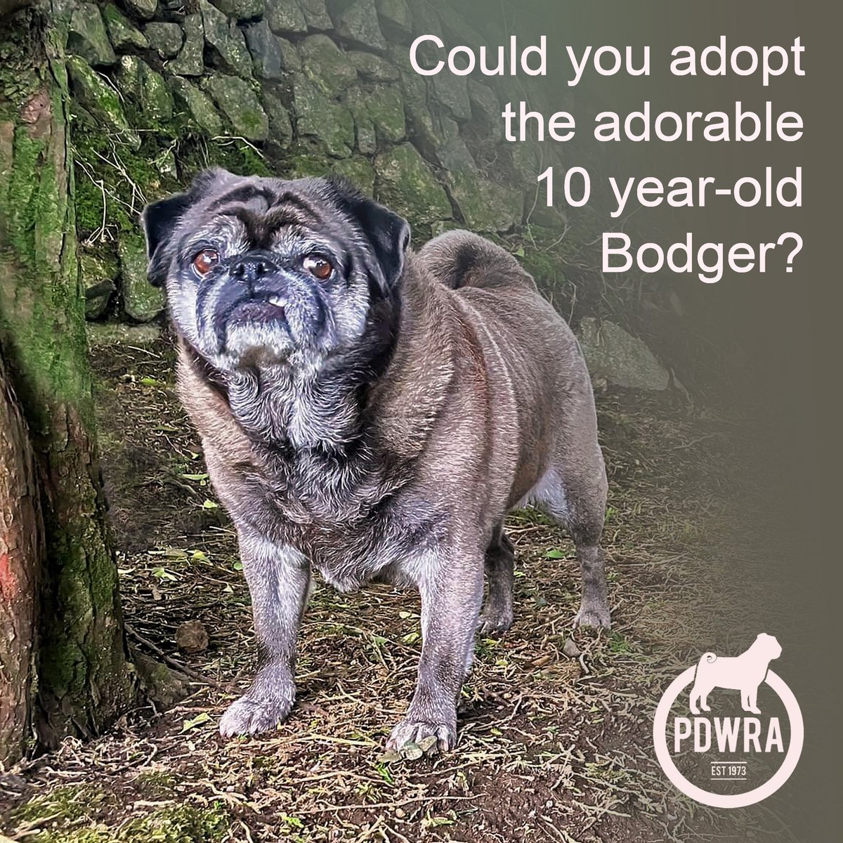 Bodger is looking for his loving forever home! If you could make Bodger’s dreams come true, could love this fun-loving boy and offer him a forever home, please apply! - ecs.page.link/7qs9t
#pdwra #pugcharity #pugwelfare #friendsofwelfare #foreverhome #pugadoption #pug