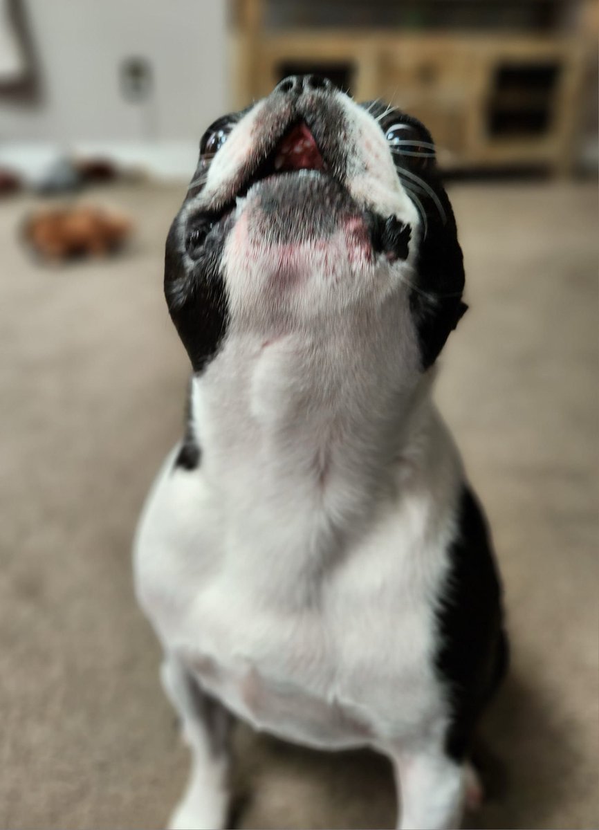 Mr. Phillip's Monday Mood 

Lodging ALL THE COMPLAINTS about how much attention the JQ Book 20 edits are getting from Mom. 

#philsmondaymood #chroniclesofphil #authorsdog #bostonterrier #josiequinn #josiequinnseries #book20