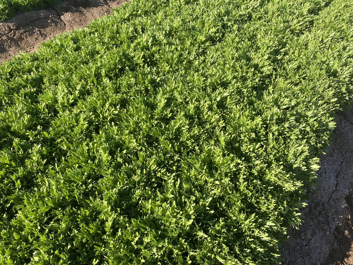 REVISTAFYH's tweet photo. @rijkzwaanES 🥬 Para responder a la necesidad de variedades aptas para la recolección mecánica, @rijkzwaanES sigue abogando por sus Teenleaf, que quieren llevar a todos los tipos de #lechuga y este año, de hecho, lanzan este concepto en escarola.
#WinterOpenFieldDays https://t.co/GqLcoHaBK3