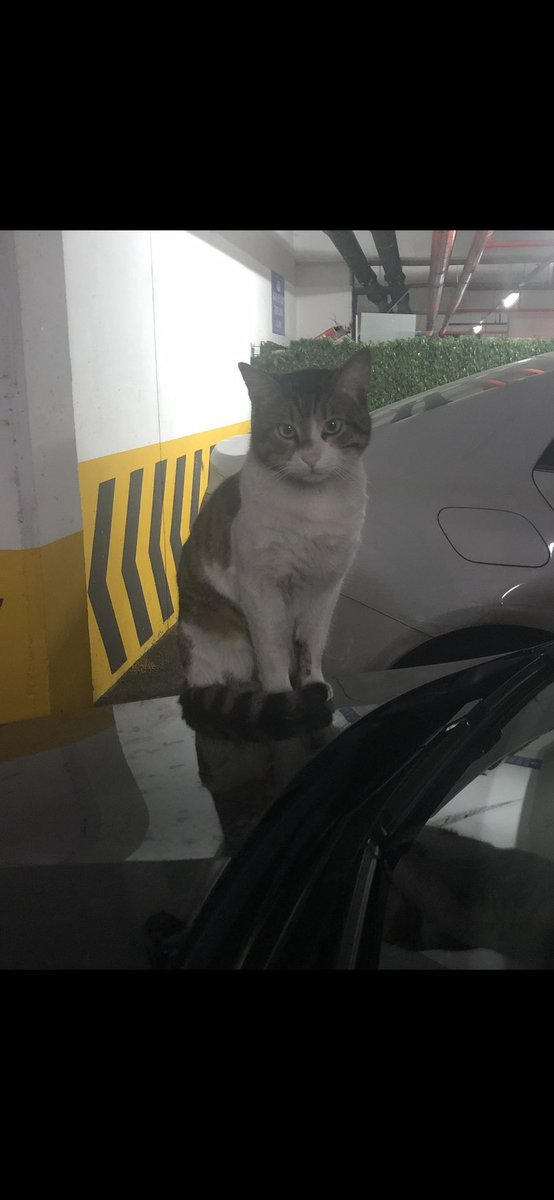 Beni 6 dakika boyunca kovalayıp tekmeleyerek öldürdüler. 
Katilim adaleti sağlamakla yükümlü olanlar tarafından "iyi halden" serbest bırakıldı.