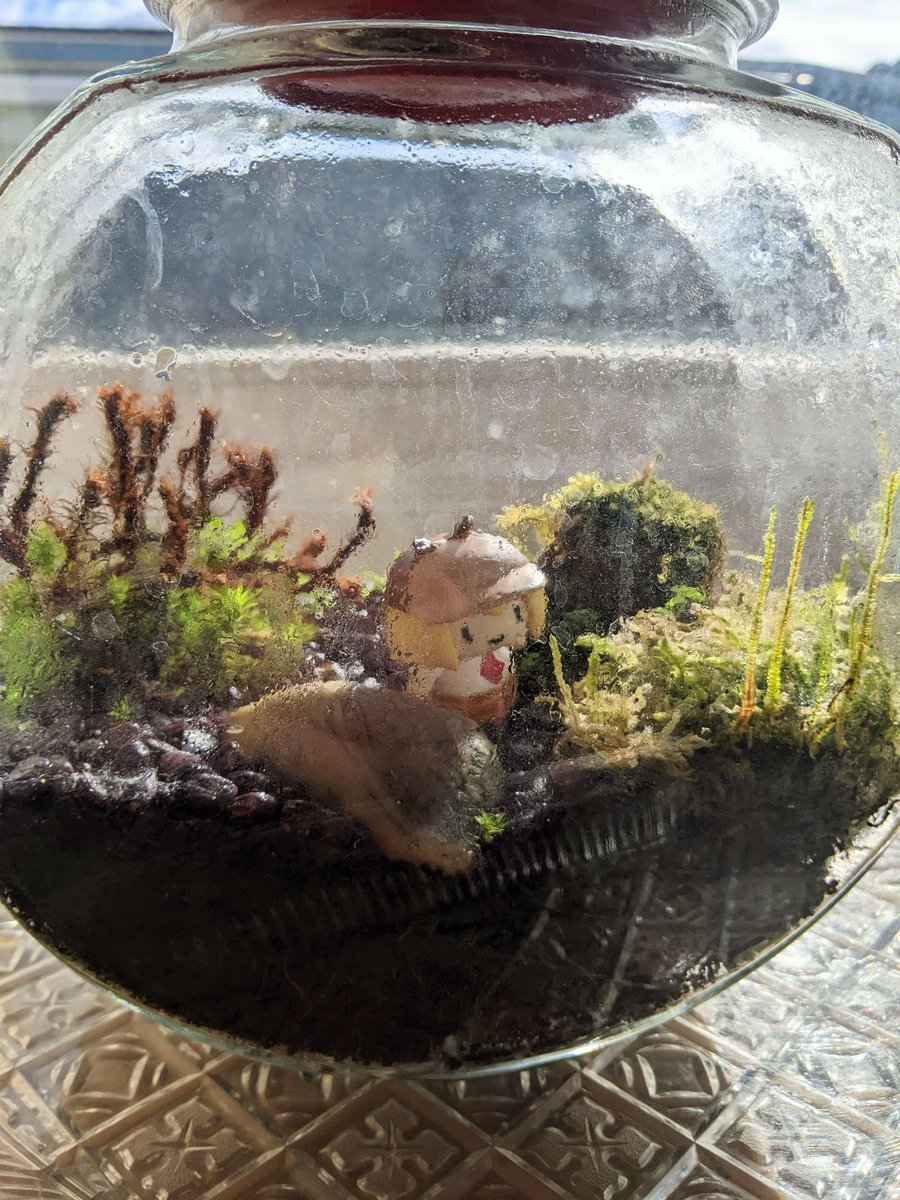 Smol Ame investigates my terrarium. Probably should have wiped the glass and pruned the dead stuff first, now I'm gonna get a bad report.
#ameliaRT #AmeCraft