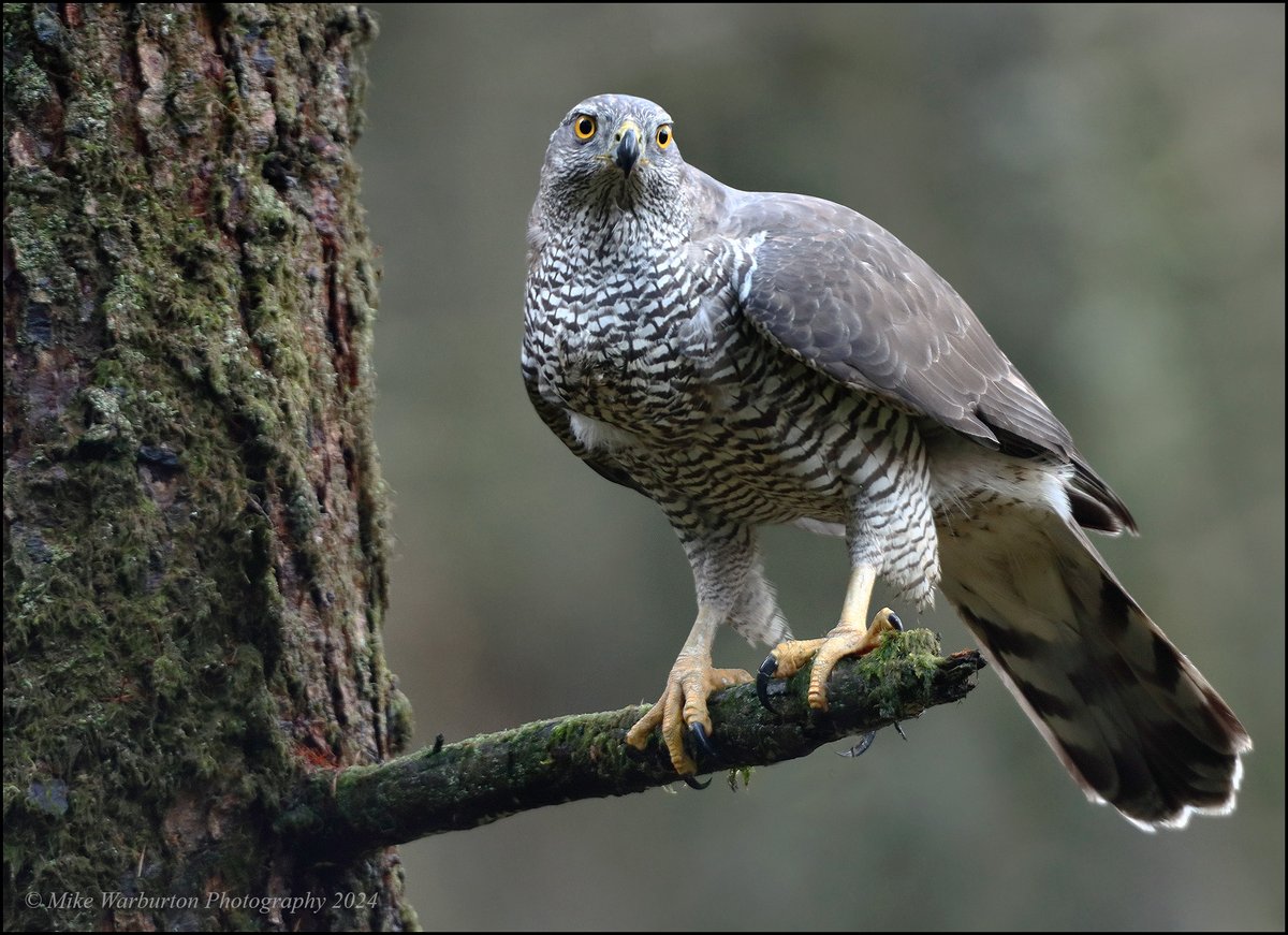 From my last session in this years #Goshawk hide.....those talons!!! @CanonUKandIE @Natures_Voice @_BTO @BannauB @NatGeoPhotos #Wales #birds #wildlife #nature #raptor #accipiter #woodland #forest #predator #hawk @RSPBCymru @BTO_Cymru #BreconBeacons