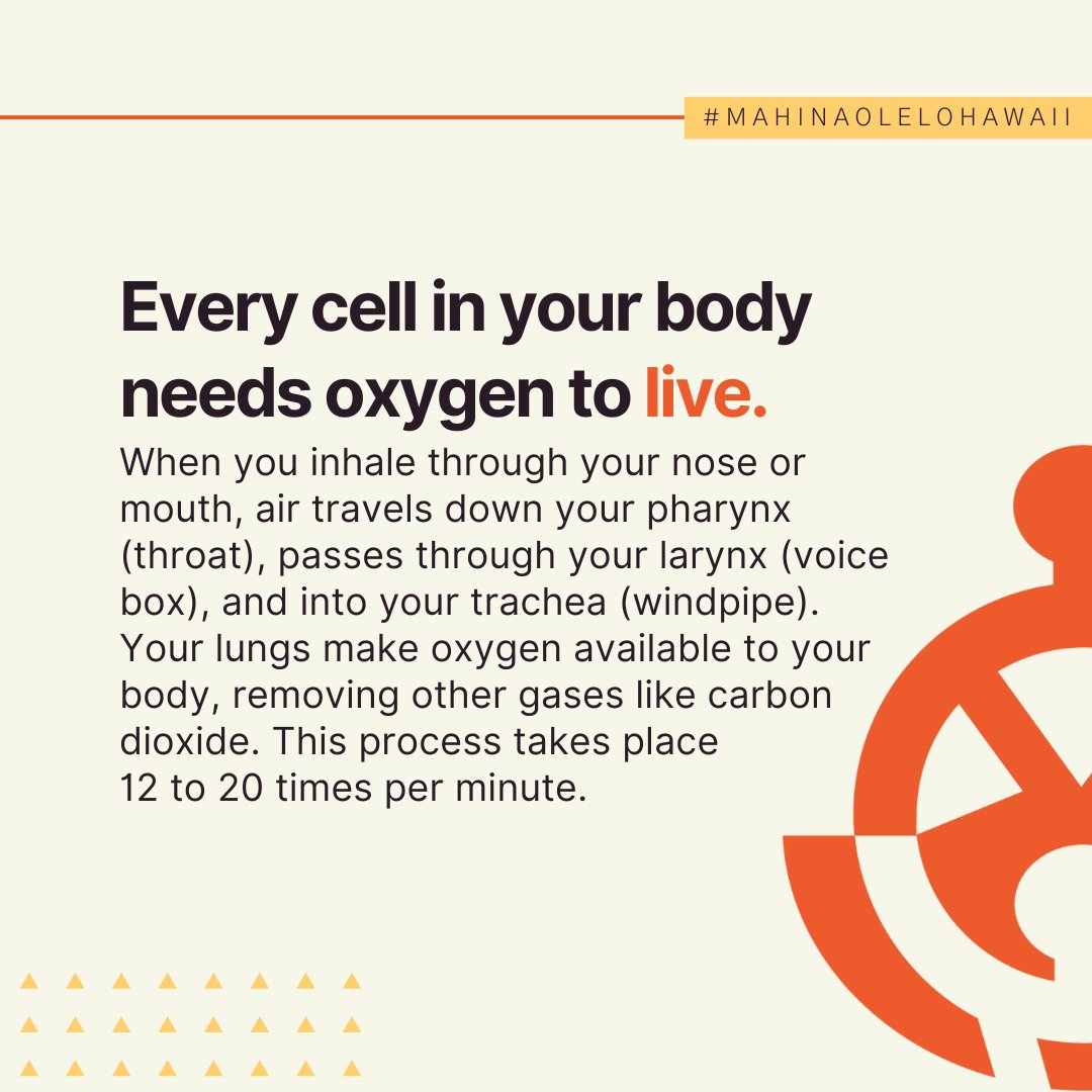 Keep your akemāmā free of smoke and fumes! Your lungs are working hard to deliver oxygen to your body, and smoking can damage your respiratory system and cause disease. Check out polhi.org/Tobacco to learn more! #MahinaOleloHawaii #HealthyLungs