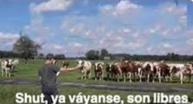 Yo explicándole a mi ganado que ya encontré a alguien: