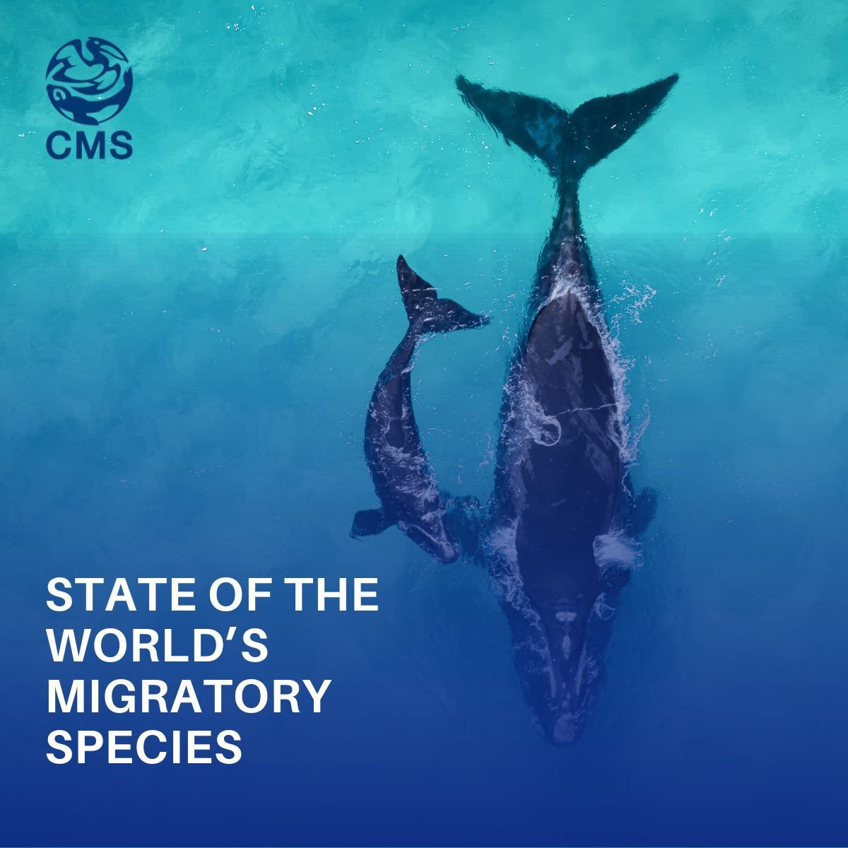 UNEP-WCMC and @BonnConvention unveil the first global overview of migratory species at CMS #COP14. The report exposes the critical status of many species and offers key recommendations: ➡️tinyurl.com/3uh32af9 @BonnConvention @unepwcmc