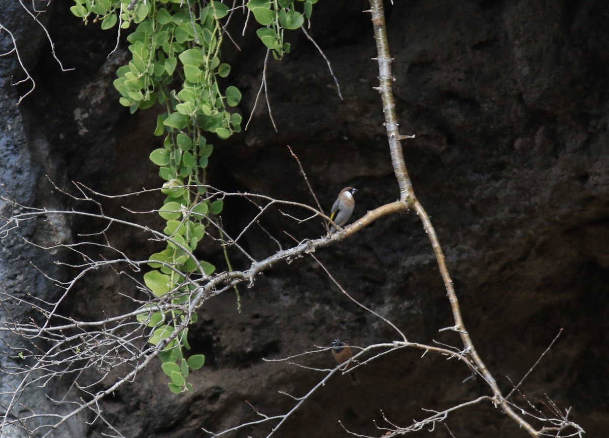ARABIAN GOLDEN-WINGED GROSBEAK / ARABISCHE GOUDVLEUGELVINK, Wadi Darbat, Dhofar, Oman, Jan '24 by Ben de Kruijff.
More in our gallery: dutchbirding.nl/gallery
#birds #vogels #worldbirding #birdwatching #oman <a href="/_OSME/">OSME</a>