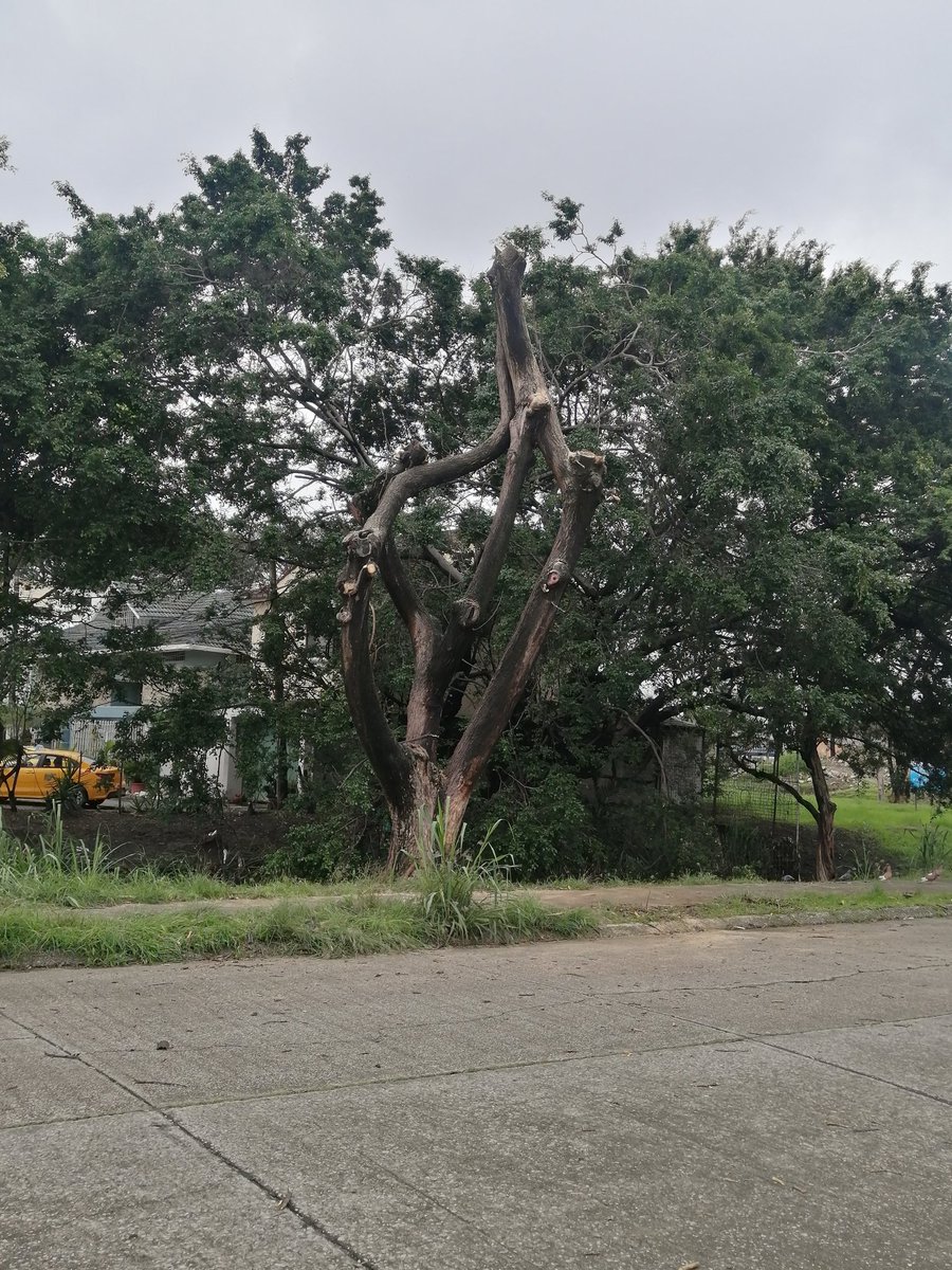 <a href="/alcaldiagye/">Muy Ilustre Municipalidad de Guayaquil</a> @ambiente_gye @AquilesDAH Gracias por su oportuna atención. Excelente coordinación con #ECU911