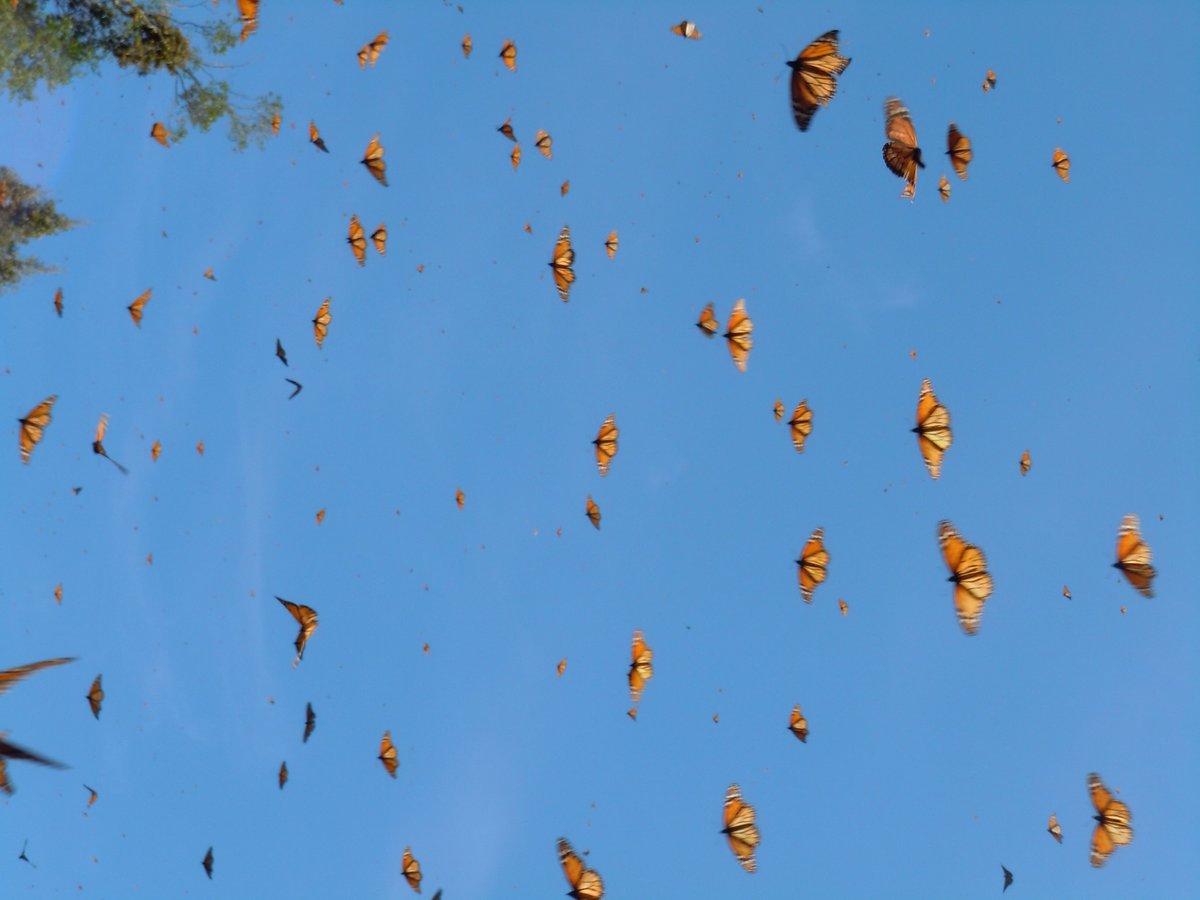 monikam's tweet photo. Monarch #butterfly  population down 59% in Mexico, drops 30% in California.  https://t.co/ZzzpWVw3yg https://t.co/e53drFoZrV