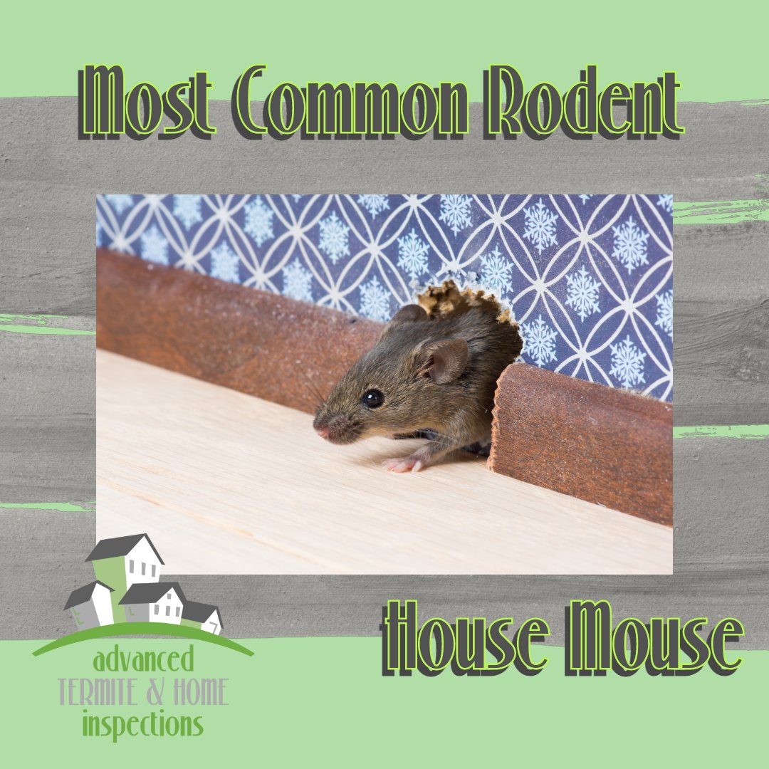 Are unexpected furry visitors causing chaos in your home? We've got the ultimate solution for you! The house mouse was introduced from Europe and is now well established through much of North America. Contact us today for a mouse-free haven! #PestControl #MouseFreeHome #Mice
