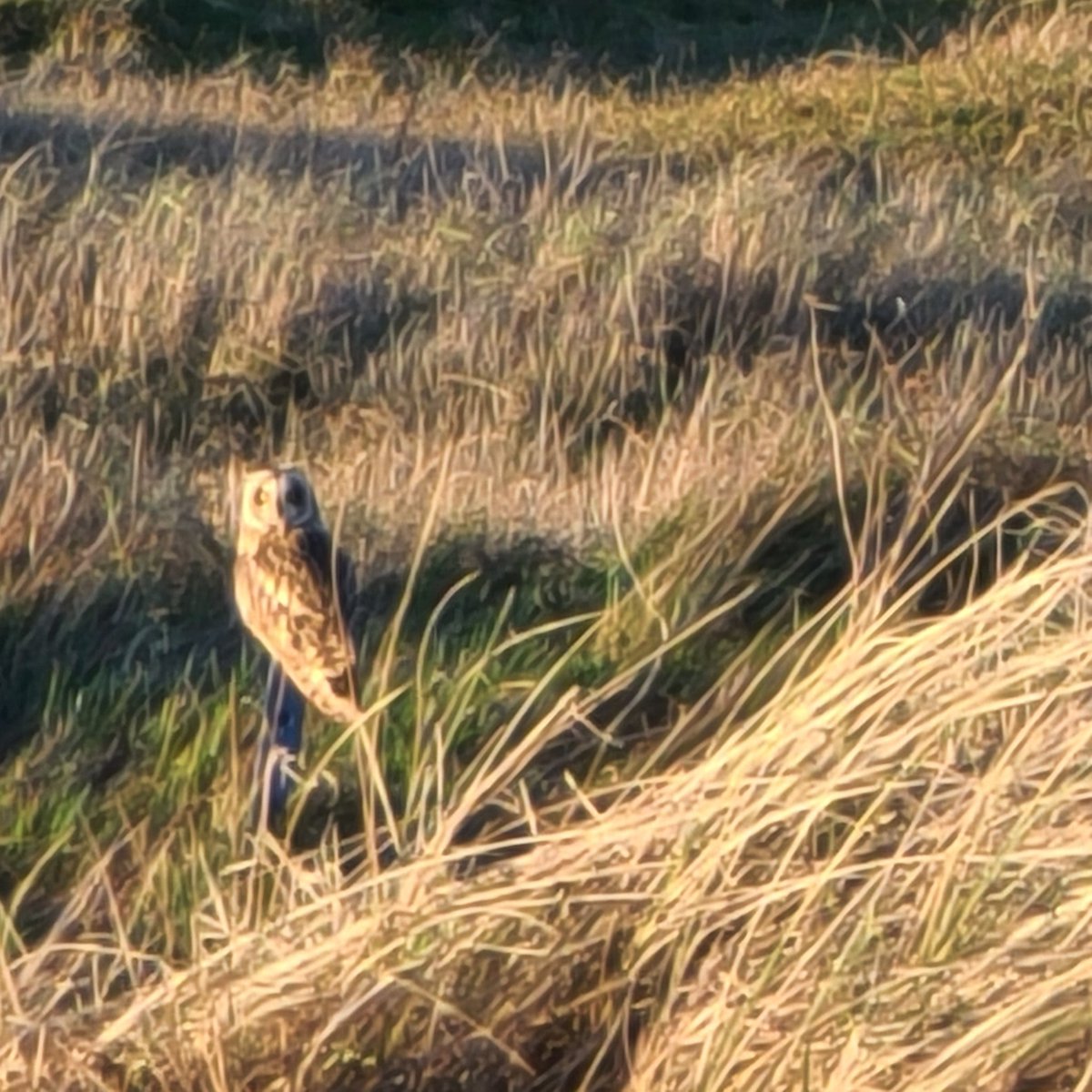 PennyPaintist's tweet photo. @Sandwichbirdobs Is this a hen harrier? I know it's not a good photo, but I've been watching what I thought was a Marsh barrier, but I don't think the facial markings are right.. near Sandwich Bay https://t.co/tcnas4Ypmd