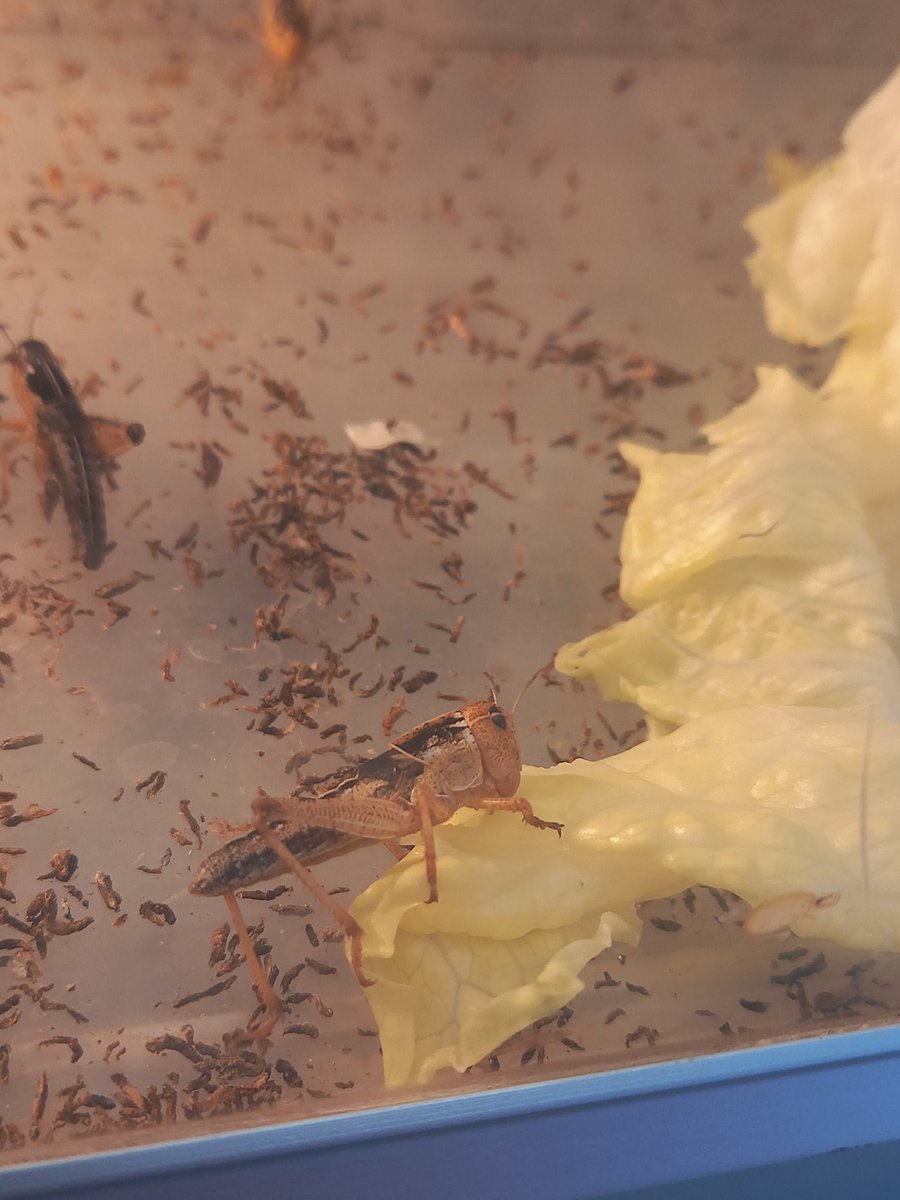DrAndiWilson's tweet photo. Locust check in! 🦗 

Still happily chomping on lettuce 🥬 and basking under the fake sun 🌞 

#INNOFUN https://t.co/F06YIIQ5w9