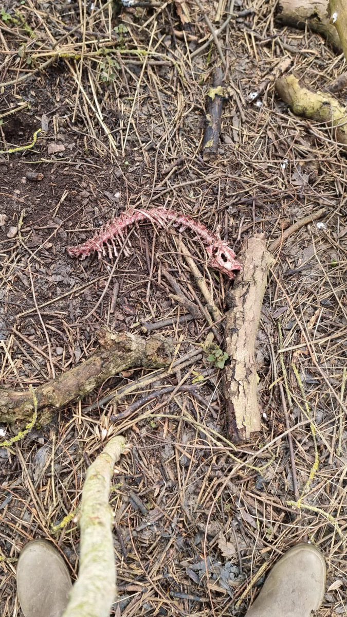 Can anybody identify this partial skeleton found  near the old nunnery y (All Hallow's Convent) in Ditchingham, just over the Norfolk border? 
Men's boot for scale, witness thought it was a muntjac or 'young deer' with head and limbs missing. Photos: © Tommy McCarthy.
