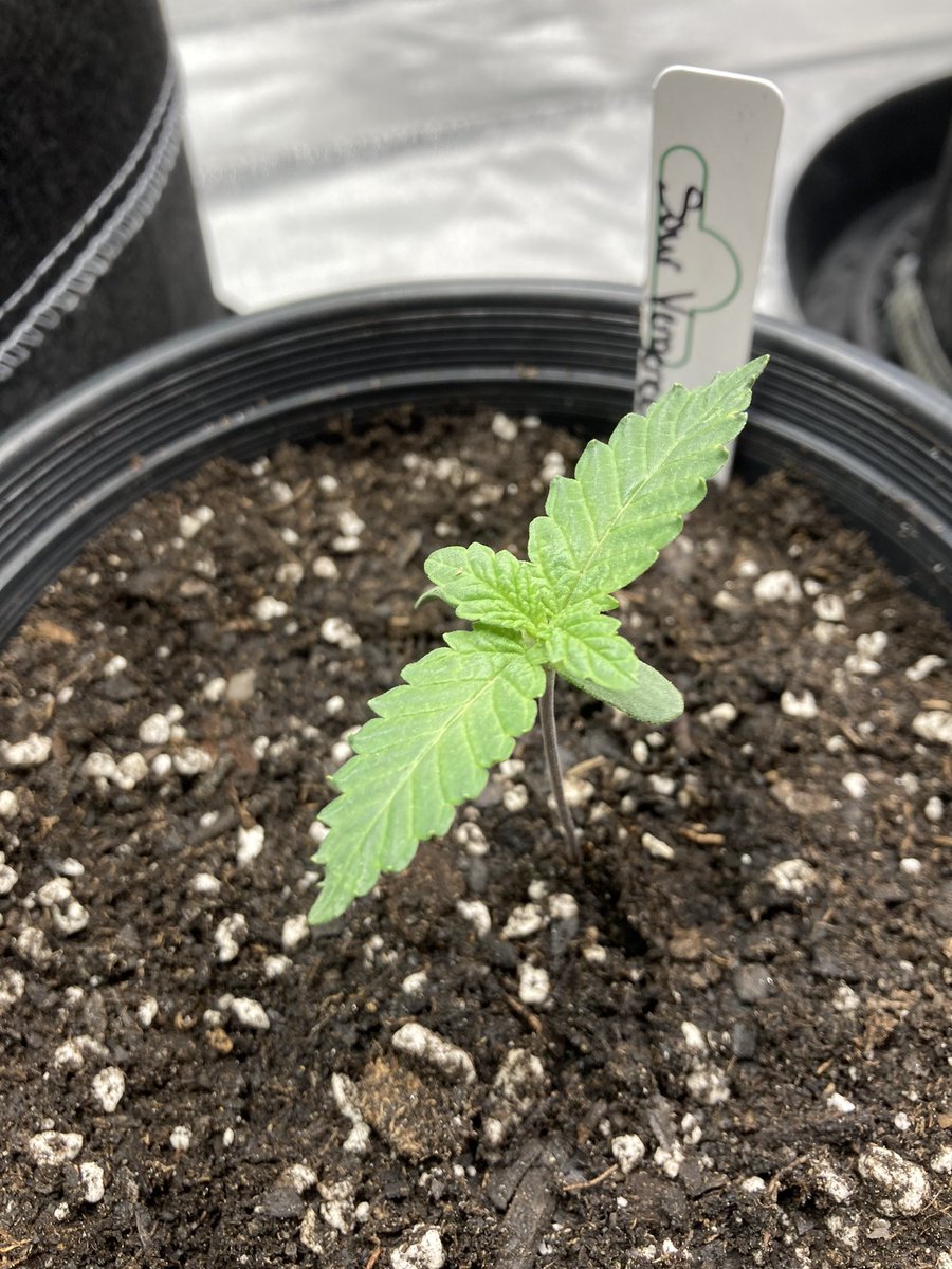 Tazarello tweet media