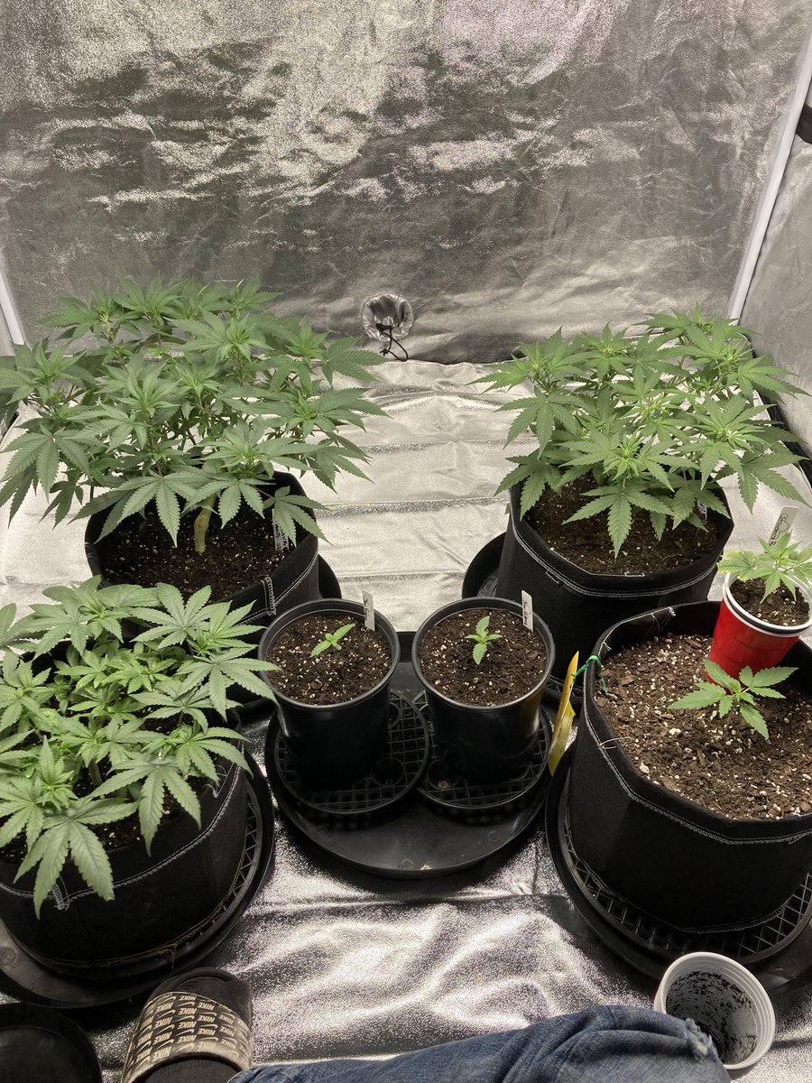 Tazarello tweet media