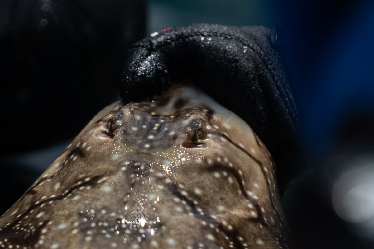 Fanequeiro's tweet photo. 📢🚨Check out our last #openaccess paper 📄💻
https://t.co/b0b78pqlmr
Link between isotopic nich and #movement #ecology of #elasmobranchs
Relevant results for projects #CONECTEE @oapngob and #MOVE @AgEInves https://t.co/uPOhc2KUiZ