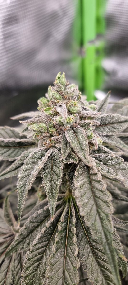 BudwanaUk tweet media