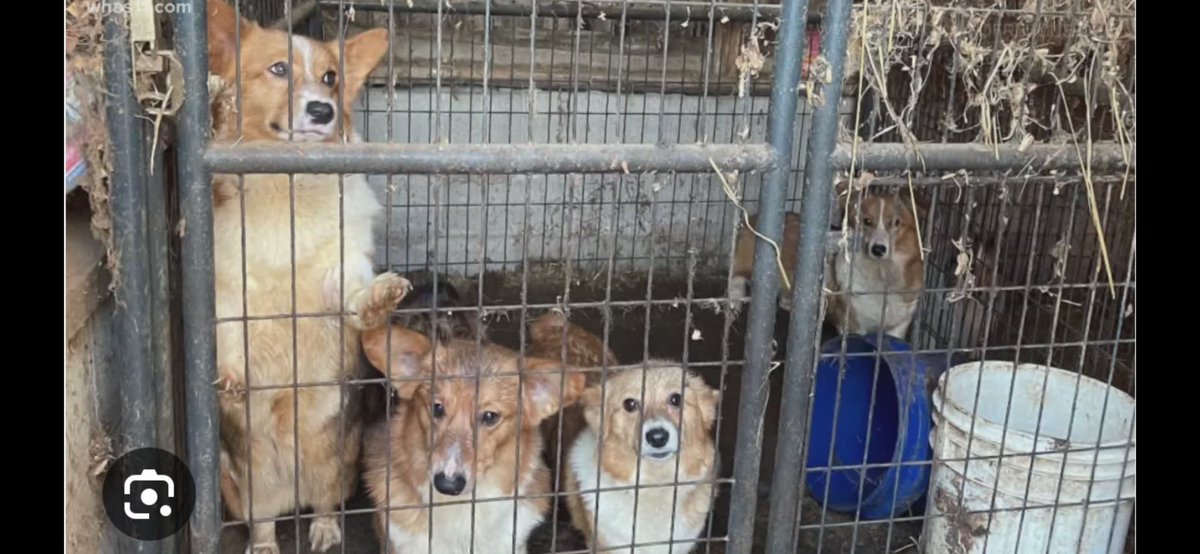 URGENT ‼️  

PLEASE call 1-800-372-7181 and leave a message for both  legislators AND the Senate Agriculture Committee to vote NO on SB 157, a  pro- puppymill bill, and SB 16, an Ag-gag bill which would prohibit recording animal cruelty on farms. Bills are up in committee Tues.