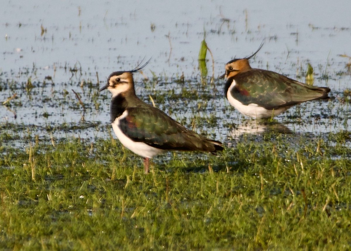 Just a reminder that @NPWSIreland Conservation Ranger, Jason Monaghan, will present 'The Cooldross Breeding Wader Project' tomorrow in Ashford where he will update us on the ongoing work at Kilcoole Marshes to help breeding Lapwings: Tue 13th, Ashford Heritage Centre, at 7.30pm