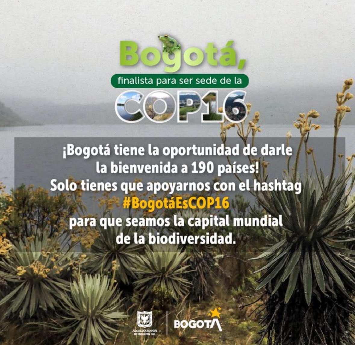 Bogotá sería la ciudad que aporta una menor huella de carbono para #COP16 punto de fondo! Y además: Tiene los paramos de Sumapaz y Chingaza, la mayor concentración de instituciones de investigación científica, ejemplo @inst_humboldt e infraestructura hotelera #BogotáEsCOP16