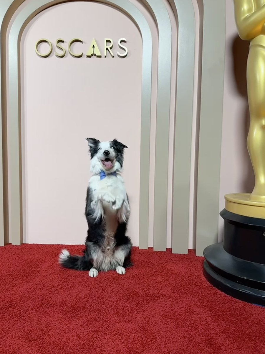 shannonlada's tweet photo. Hoy se celebra el almuerzo de nominados de los Oscars 2024.

¿El primero en llegar? MESSI, el talentoso perrito que se lució en ANATOMY OF A FALL.

🐶♥️ #Oscars https://t.co/O1T7xcYyIg