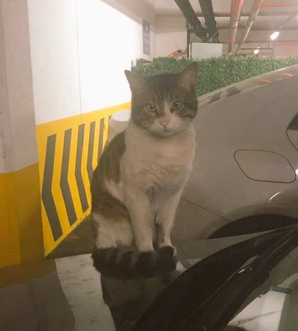 İyi hal dediğiniz katile cesaret!
Kediyi canice öldüren katil, devamında çocuk, kadın ve gücünün yettiği canlılara zarar vermeye devam edecek.

Mahkeme kararları suçu önleyici değil, destekleyici oldukça ülkemizde suç oranı artmaya devam edecek. 

#ibrahimkeloğlantutuklansın