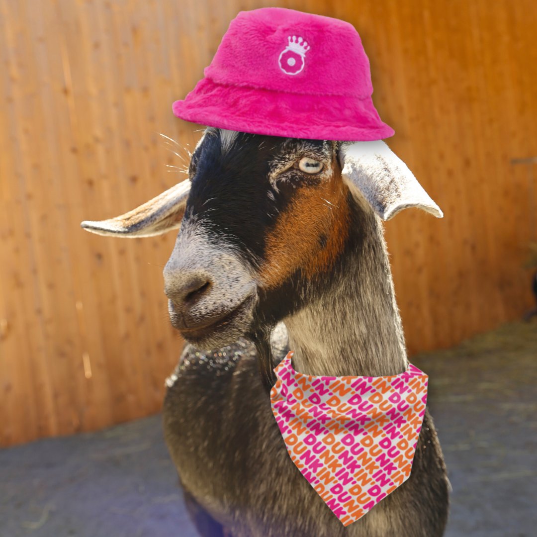 Step aside, the OG DonKing is in the barn! Don Juan, the undisputed GOAT of RWPZoo, is here to show you how Dunkin is done, Rhode Island style. ☕️ 🐐#Dunkings #dunkin