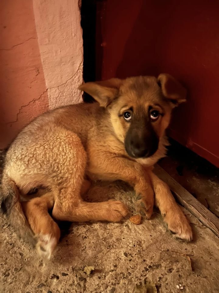 Бозе 😥😥😥
жінка викинула…  їй більше непотрібна… Дівчинка,  2-2,5 міс, але боїться, скоріш за все її била 066-1017030 подаруйте дім малечі, яка нажаль вже пізнала людську жорстокість…
Чернівці, Снятин, Заболотів, Коломия, Івано-Франківськ