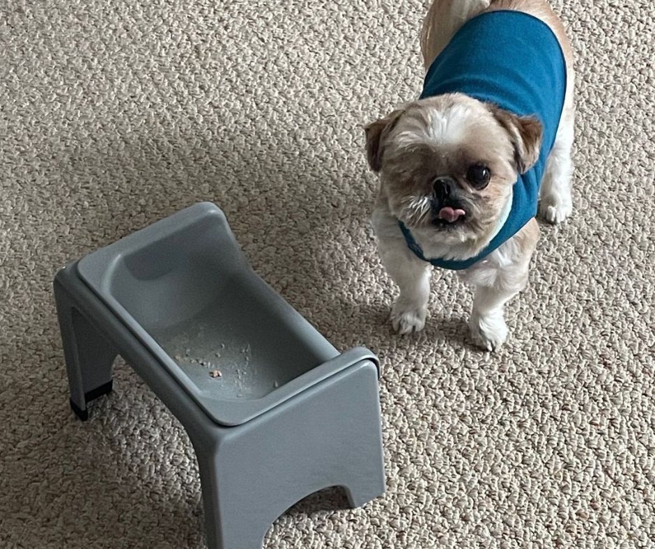 Tongues out on a Monday! 🐶😜

#pawtion #flufftrough #shihtzu #shihtzulovers #dog #dogs #puppy #shihtzulove #doglovers #shihtzupuppy #doglover #pet #puppylove #doglife #shihtzubrasil #dogoftheday #shihtzus