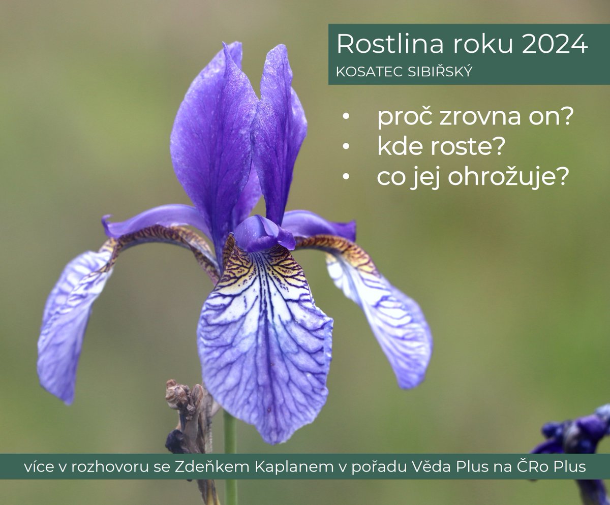 1/2 Letos byl titul Rostlina roku udělen kosatci sibiřskému. O tom, proč byl vybrán zrovna tento druh, kde roste, co jej ohrožuje, a co můžeme udělat pro jeho záchranu, byl dnešní rozhovor se Zdeňkem Kaplanem (@Kaplan_Zdenek) v pořadu Věda Plus (@CRoPlus). #rostlinaroku2024