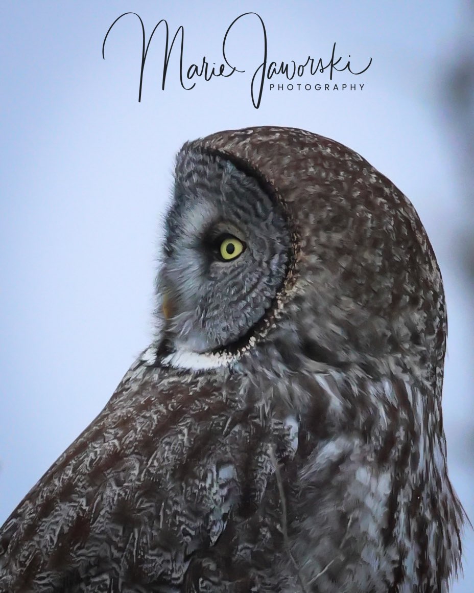 Great Gray Owl Portrait 🦉🤍 #greatgrayowl #owl #manitobabirds #birdphotography #wildlifephotography