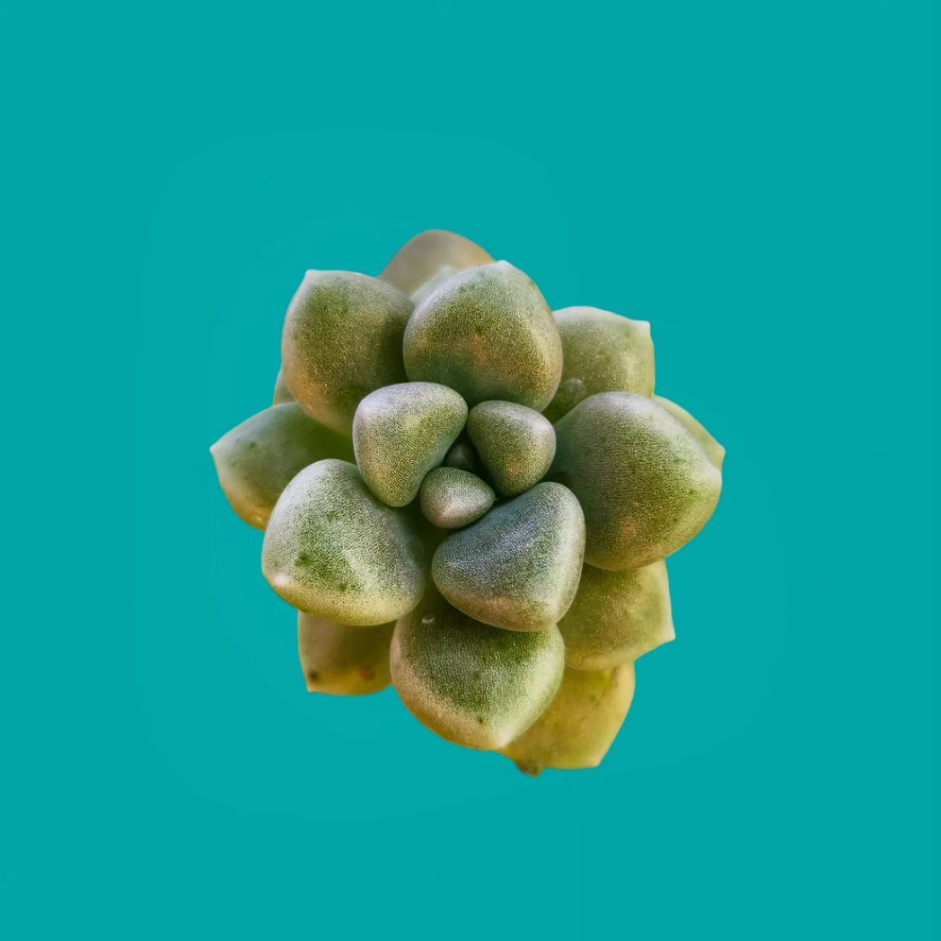 __fluor's tweet photo. 🍀🌍🌎🌏🔥

Las temperaturas medias han aumentado aproximadamrnte 1,2°C desde la era preindustrial.
.
.
.
.
.
.
.
.  #flowers #fyp #flower #fluor #art #arte #digitalart #photography  #photooftheday #cambioclimatico #calentamientoglobal🌎🔥 #climatechange #climateaction https://t.co/onAPc91iPj