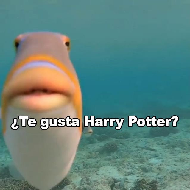 Yo cada vez que conozco a alguien.