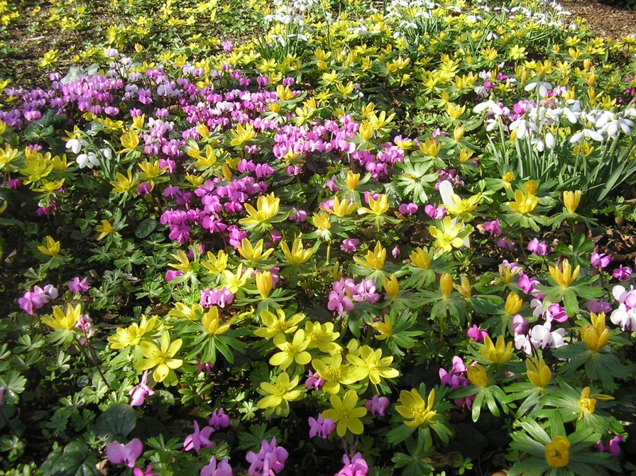 Opening on Sunday 18 February
Gable House Beccles NR34 8NE 11am to 4pm Light refreshments and Soup lunches. Large collection of snowdrops, cyclamen, hellebores
#gardensopenforcharity #visitagardenforcharity #suffolkgardens @nationalgardenscheme
ngs.org.uk/snowdrops/