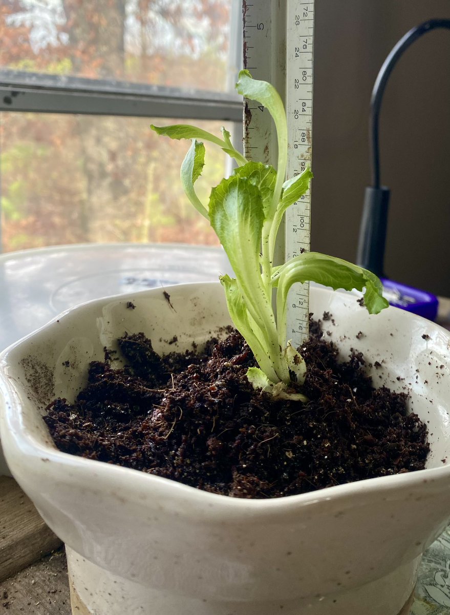 Thebeggarscrow's tweet image. #lettucewatch 

Day 8

Newer ruler 

Lighter light

Taller 🥬 lettuce 

#GardeningTwitter  #propagate 

#lettuce
