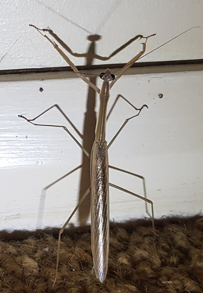 Shadow dancing
#prayingmantis