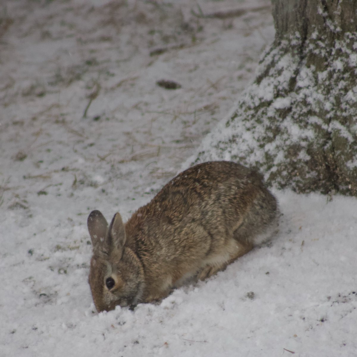 A rabbit eating up some birdseed under the snow back in January #MammalMonday