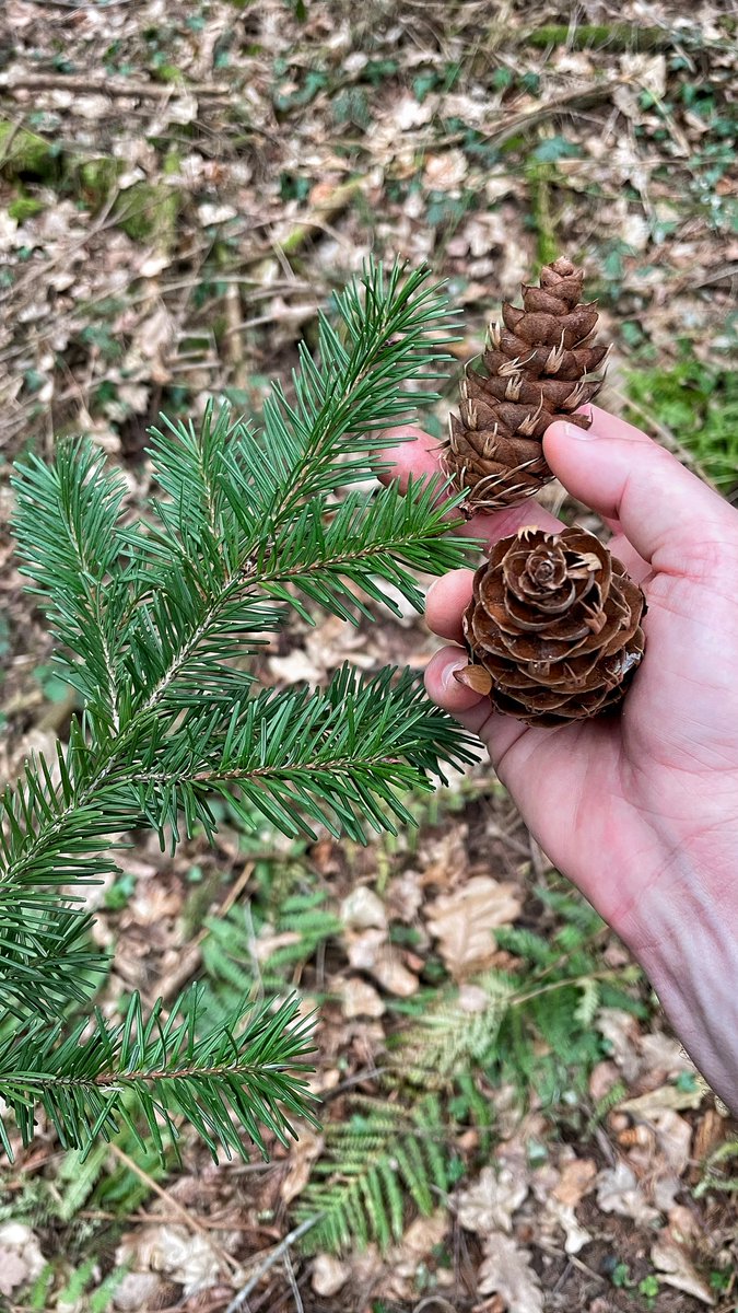 P_NatureTV's tweet photo. We love collecting treasures from the forest! These cones were too special to leave behind 🌲🍂 

#NatureCollection #ForestFinds #Treasures #NatureLovers #Pinecone https://t.co/CC2LK2kKDR
