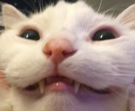 ⚰️ZloyXP🐀 tweet media