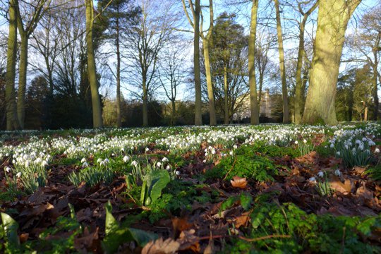 Snowdrop Opening on Sunday 18 February Great Thurlow Hall Haverhill, CB9 7LF.  1-4pm.  Masses of snowdrops and blossom. Also open is the Curwen Print Study Centre
#gardensopenforcharity #visitagardenforcharity #suffolkgardens @nationalgardenscheme
ngs.org.uk/snowdrops/